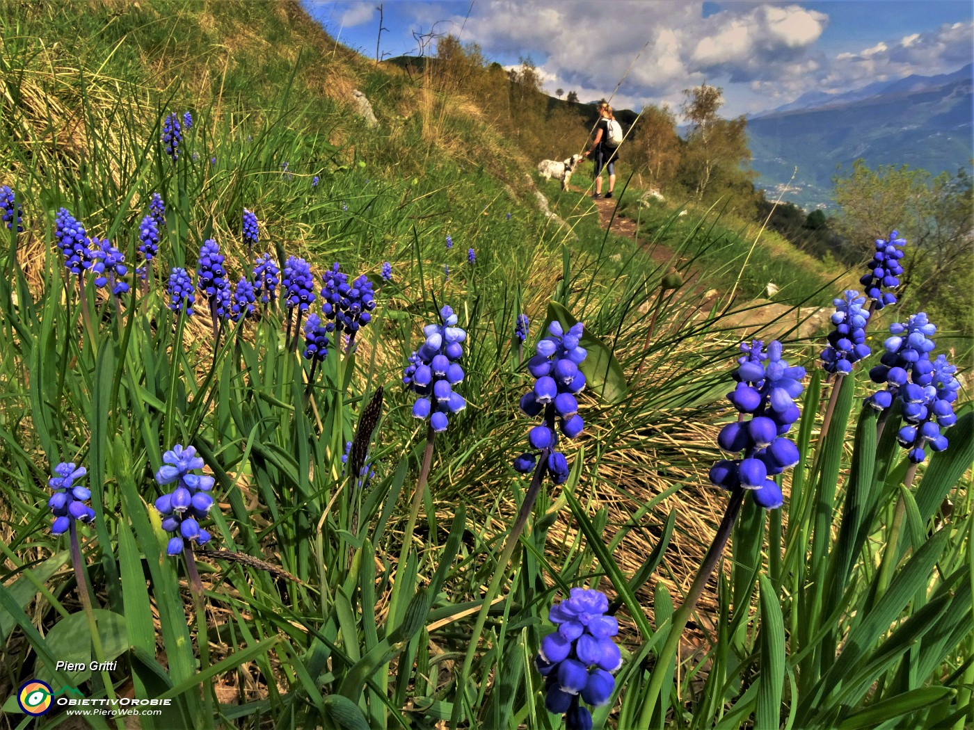 25 Muscari in piena fioritura.JPG